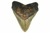 Fossil Megalodon Tooth - Huge NC Meg #298805-1